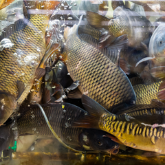 Live Fish