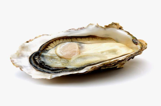 FOXLEY RIVER OYSTER