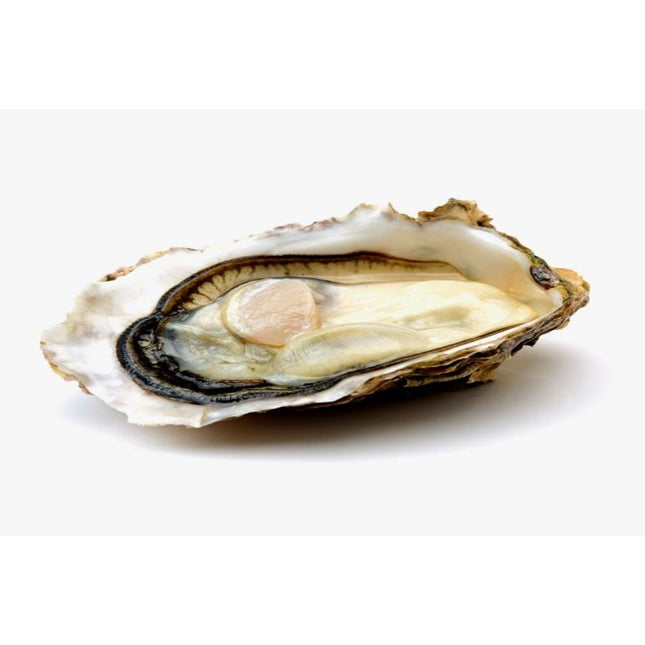 FOXLEY RIVER OYSTER