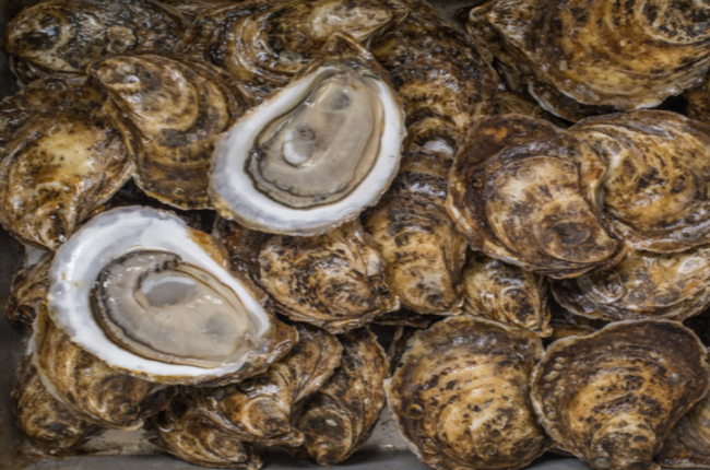 CASCUMPEC OYSTER (LARGE)