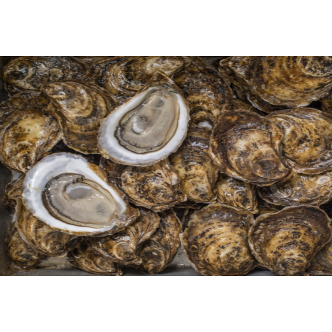 CASCUMPEC OYSTER (LARGE)