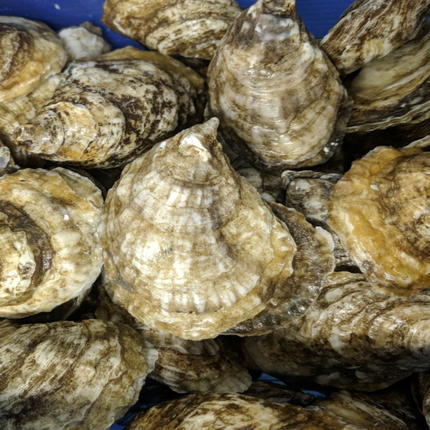 CHEBOOKTOOK 2.5" OYSTER