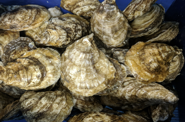 CHEBOOKTOOK 2.5" OYSTER