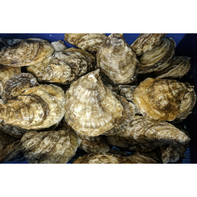 CHEBOOKTOOK 2.5" OYSTER