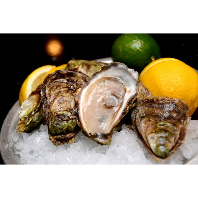 MALPEQUE LARGE CHOICE OYSTER