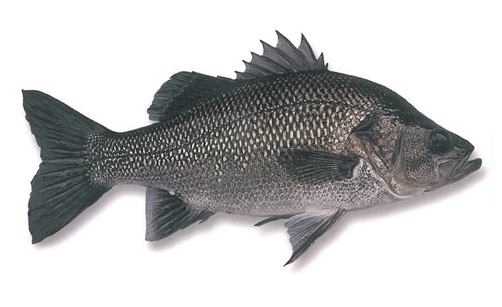 AUSTRALIAN BASS