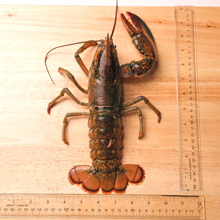 Lobsters